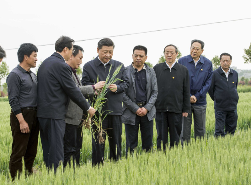 2016年4月25日下午，習(xí)近平在安徽滁州市鳳陽縣小崗村察看小麥長勢。左一為種糧大戶程夕兵。新華社記者 李學(xué)仁 攝