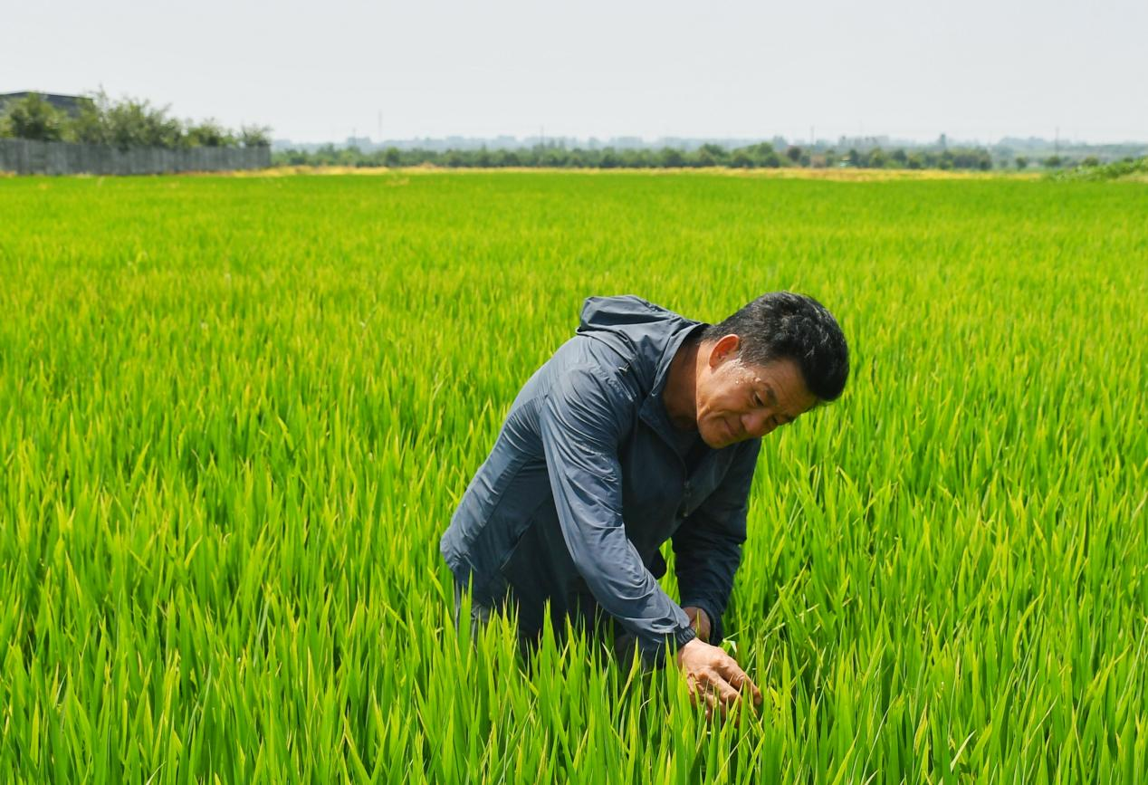 程夕兵在農(nóng)田里檢查水稻種植情況。人民網(wǎng)記者 周坤 攝