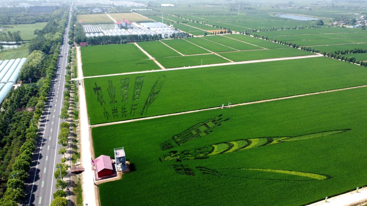俯瞰小崗村高標(biāo)準(zhǔn)農(nóng)田。鳳陽縣委宣傳部供圖