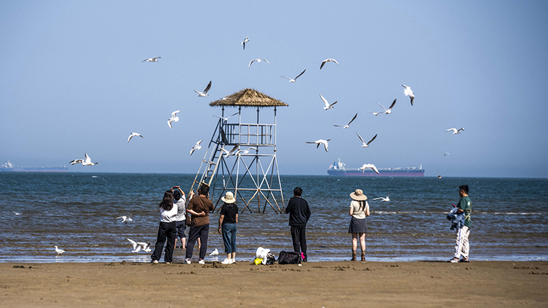 2024年5月12日，河北秦皇島，北戴河鴿子窩公園成群海鷗在天空中自由翱翔，與大海、藍(lán)天構(gòu)成了一幅美麗的畫卷。