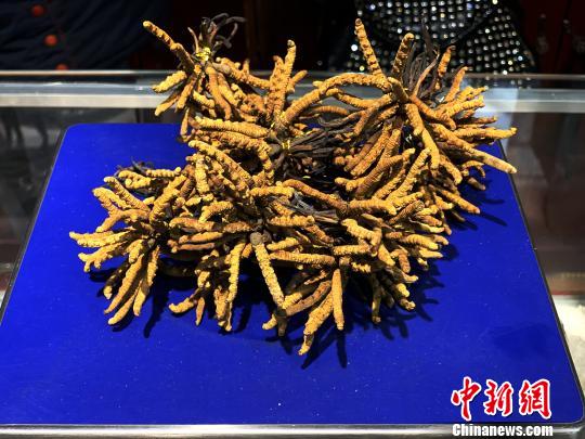 圖為冬蟲夏草?！O睿 攝