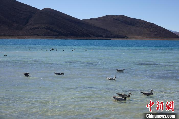 圖為過冬的候鳥在羊湖游弋?！∪轿木?攝