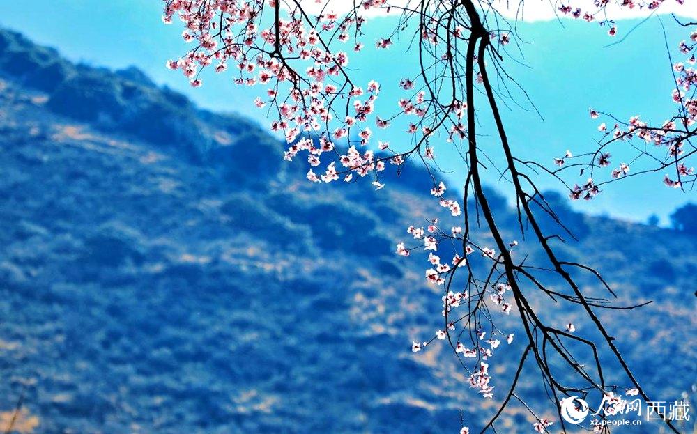清麗的桃花。人民網(wǎng) 李海霞攝