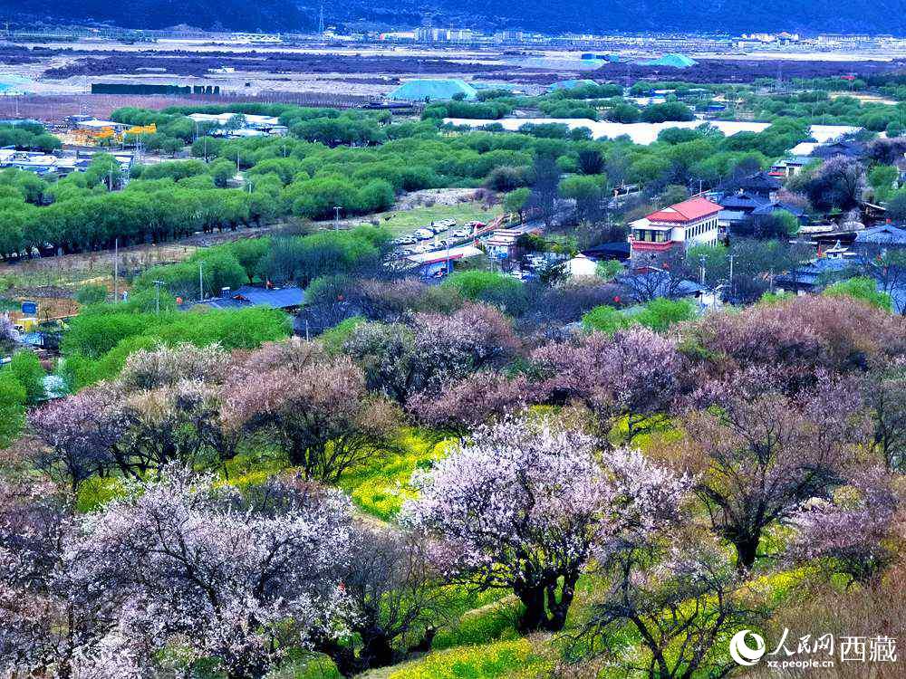 漫山開放的野桃花。人民網(wǎng) 李海霞攝