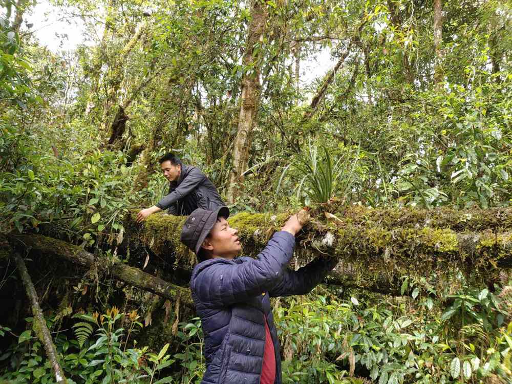 蘭花歸野。圖片由山水自然保護(hù)中心提供