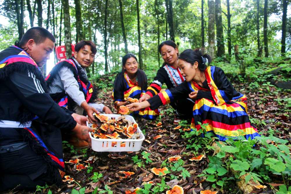 村民采摘林芝。次仁央宗攝