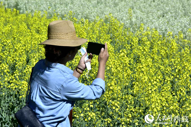 大片油菜花吸引游客到來。人民網(wǎng) 李海霞攝