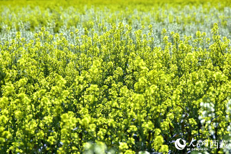 盛開的小油菜花。人民網(wǎng) 李海霞攝