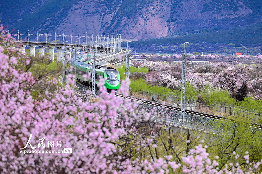 西藏林芝：雪域高原列車穿越花?！?】