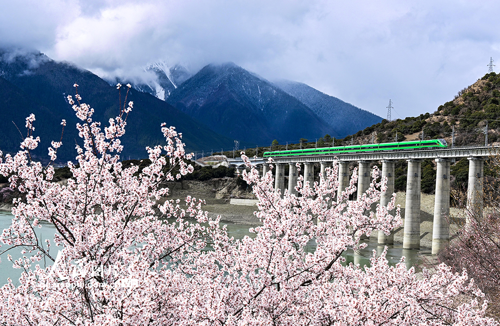西藏林芝：雪域高原列車穿越花?！?】