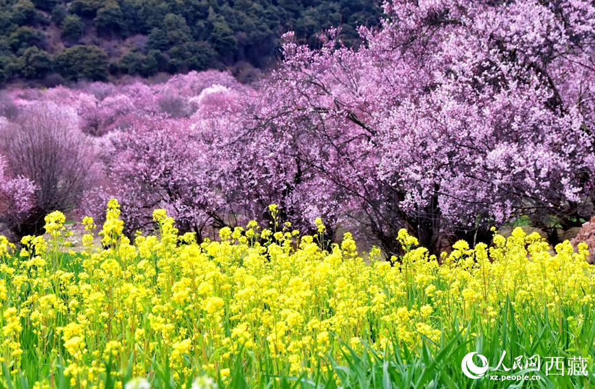 桃花與油菜花勾勒出別樣風(fēng)景。 人民網(wǎng) 李海霞攝