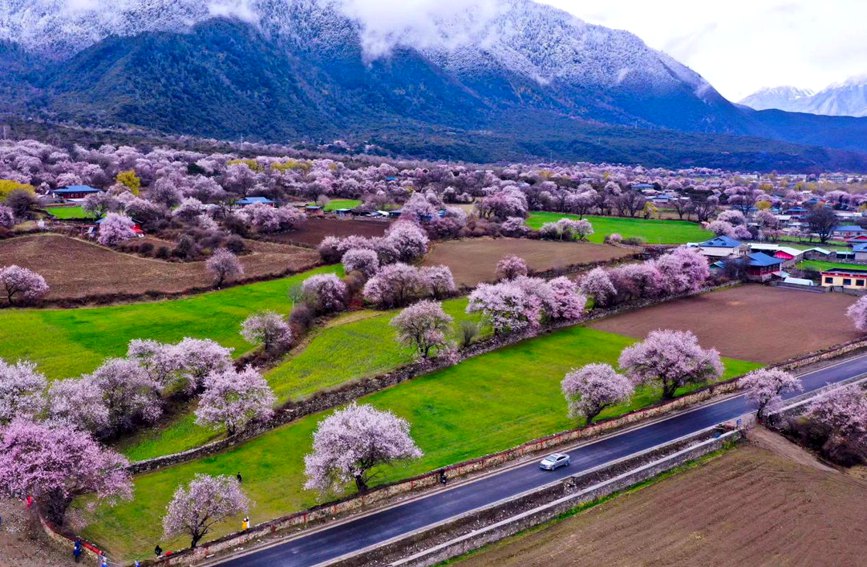 波密縣傾多鎮(zhèn)如納村盛開的桃花。徐馭堯攝