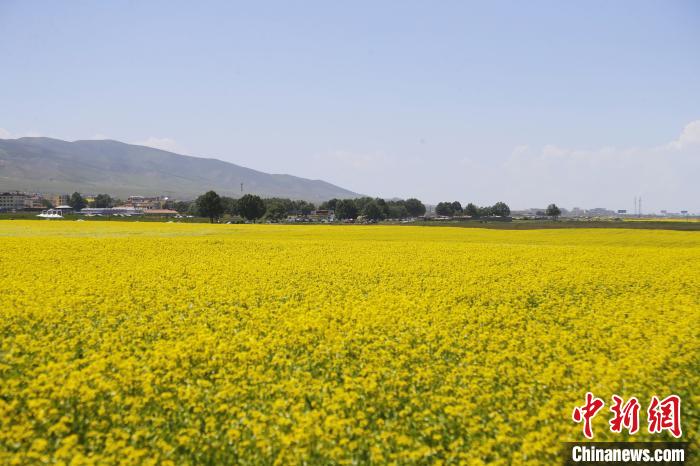 圖為青海湖畔油菜花海?！●R銘言 攝