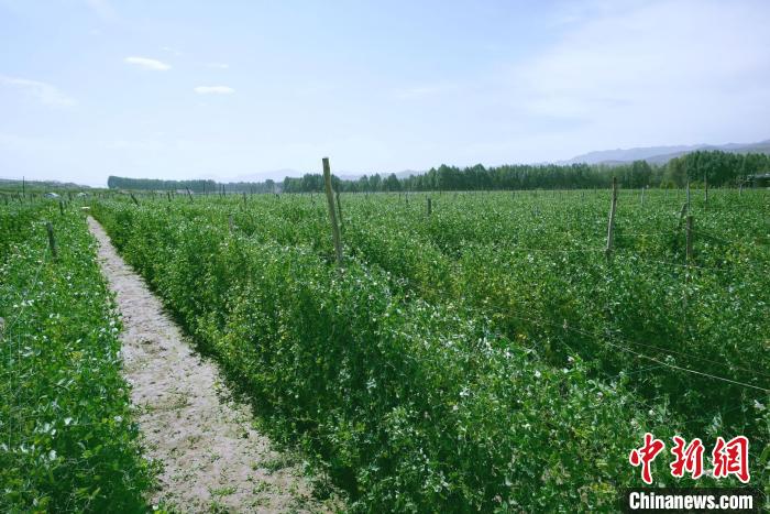 天?？h高原綠色(有機)蔬菜基地種植的食用莢豆?！￡I道華 攝