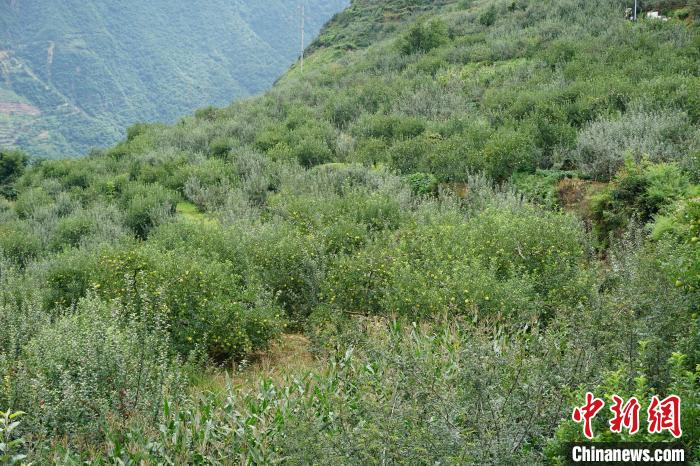 黃草坪村蘋(píng)果基地?！∽g 攝