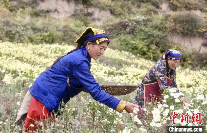 黑水村民在采摘杭白菊。桐鄉(xiāng)市宣傳部提供