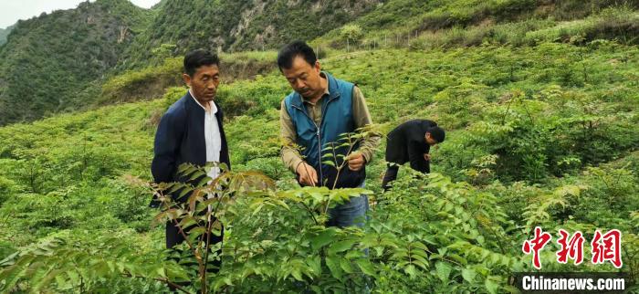 圖為張金利調研適合阿拉村種植的農作物，經過不斷改良技術后，產量大大提高。(資料圖)甘肅省水利廳供圖
