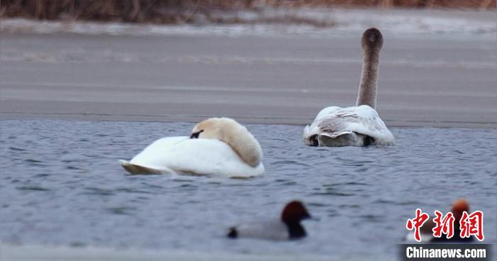 圖為疣鼻天鵝水面休憩。　青海國家公園觀鳥協(xié)會(huì)供圖 攝