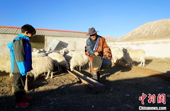 圖為哇保和孫子正在喂羊?！〔彭?xiàng)什姐 攝