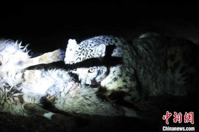 長(zhǎng)江源、瀾滄江源啟動(dòng)旗艦物種雪豹及棲息地保護(hù)項(xiàng)目