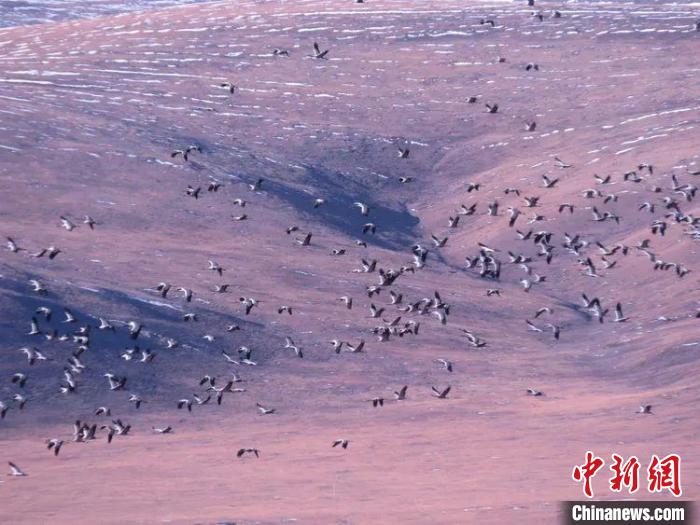 圖為黑頸鶴翔集于青海嘉塘草原上。　青海省玉樹(shù)藏族自治州稱(chēng)多縣委宣傳部供圖