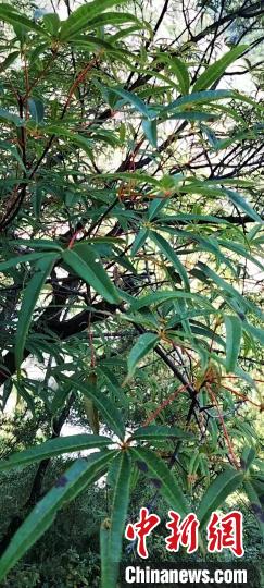 被稱為植物界“大熊貓”的五小葉槭植物?！】刀ㄊ形麄鞑抗﹫D