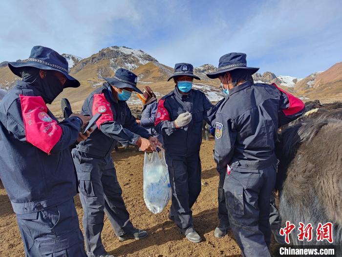 圖為義警隊員協(xié)助工作人員為牦牛接種疫苗?！∏嗪９逯莠斍呖h公安局下大武派出所供圖