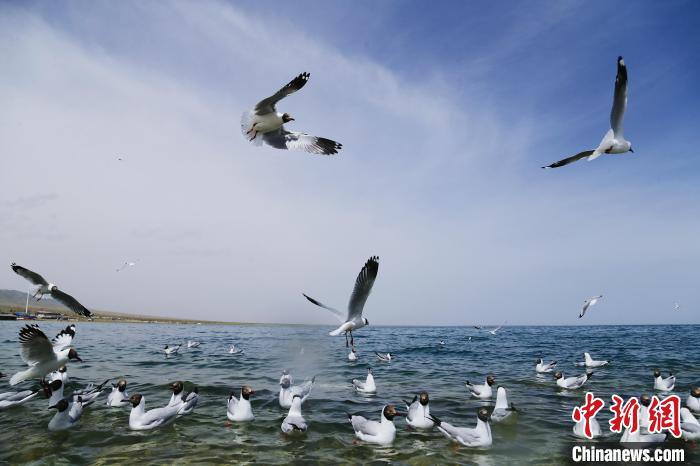 圖為水鳥在青海湖飛翔。　馬銘言 攝