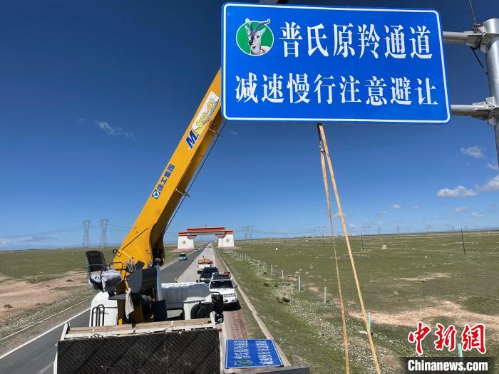圖為青海省海北州剛察縣設(shè)立的普氏原羚通道警示牌?！∏嗪Ｊ『１敝萑嗣駲z察院供圖