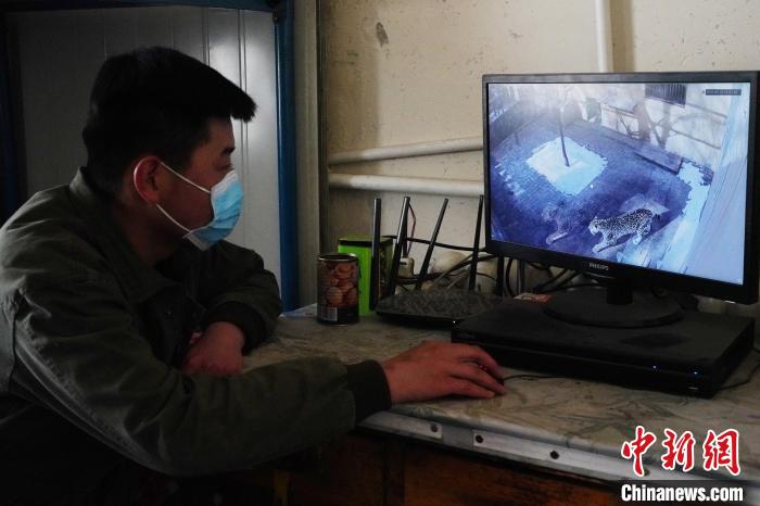 圖為雪豹“奶爸”史壽軍通過監(jiān)控察看雪豹情況?！●R銘言 攝