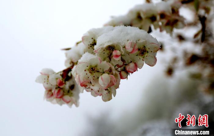 花兒被冰雪覆蓋?！±钣腊?　攝