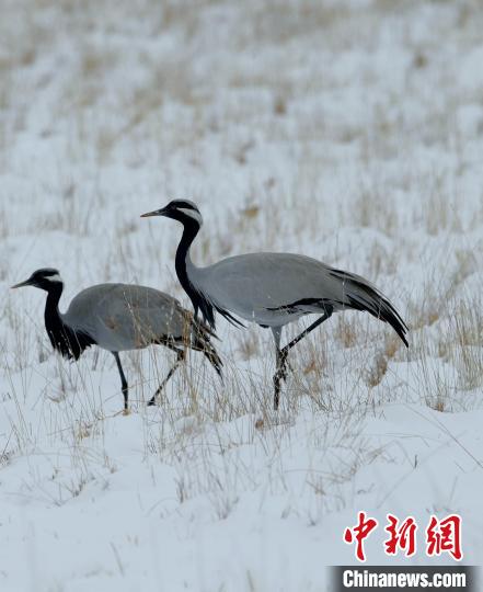 在若爾蓋濕地的蓑羽鶴?！∩袞|機(jī) 攝