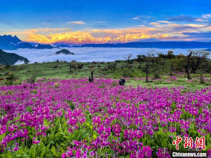 春天的牛背山花海?！∮稳仄?攝
