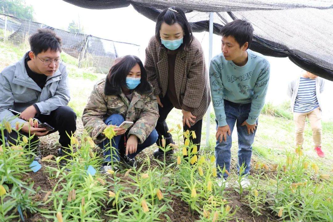 彭州對(duì)口支援工作組隊(duì)項(xiàng)目組查看瓦布貝母種植情況。彭州市宣傳部供圖