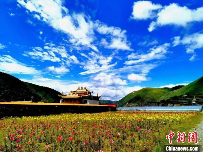 近百畝百合花競相開放，景色誘人。　壤塘縣委宣傳部供圖
