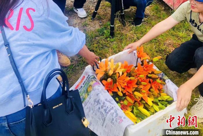 村民采摘百合花?！∪捞量h委宣傳部供圖