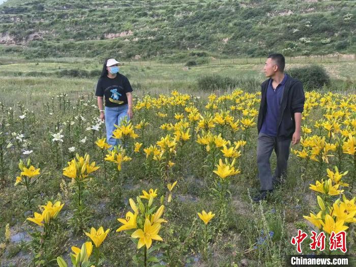 村民采摘百合花?！∪捞量h委宣傳部供圖