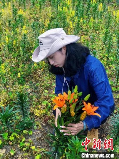 村民采摘百合花?！∪捞量h委宣傳部供圖