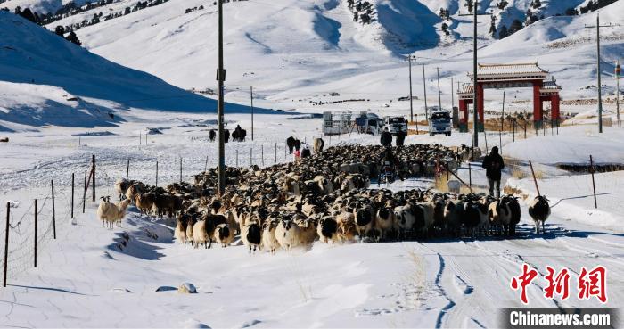 圖為村民在雪地上放牧?！《继m縣融媒體中心供圖