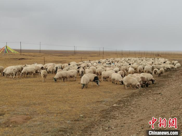 圖為瑪多藏羊?！‖敹嗫h委宣傳部 供圖