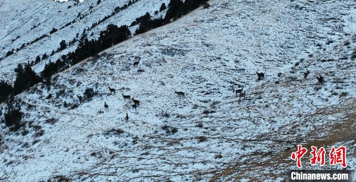 圖為巖羊和馬鹿集體在雪地里休憩?！《继m縣融媒體中心 供圖