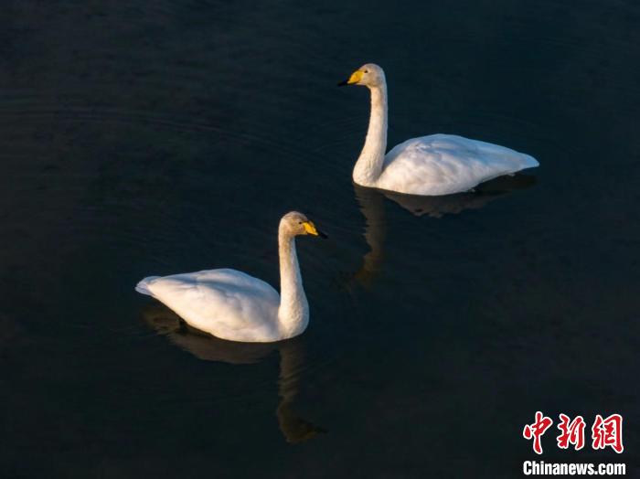 圖為兩只天鵝在湖中游蕩。　何啟金 攝