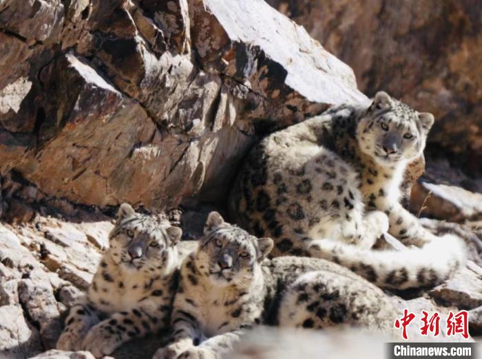 青海都蘭：雪豹、兔猻等多種珍稀野生動物亮相