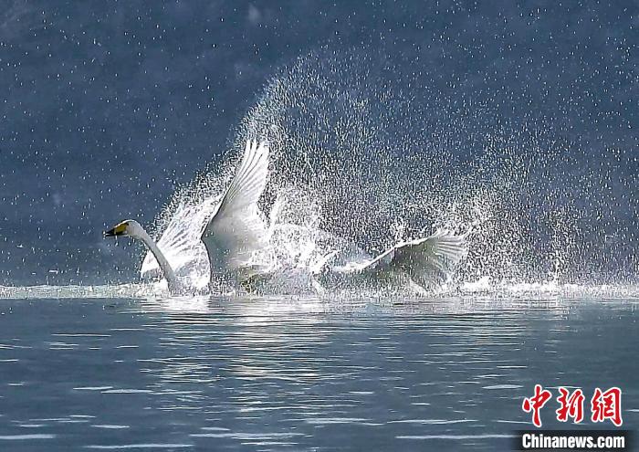 圖為大天鵝在水中嬉戲?！黎?攝