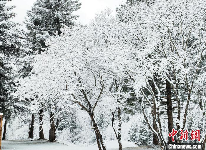 大熊貓國家公園王朗片區(qū)春雪如畫，宛若仙境?！×_春平 攝
