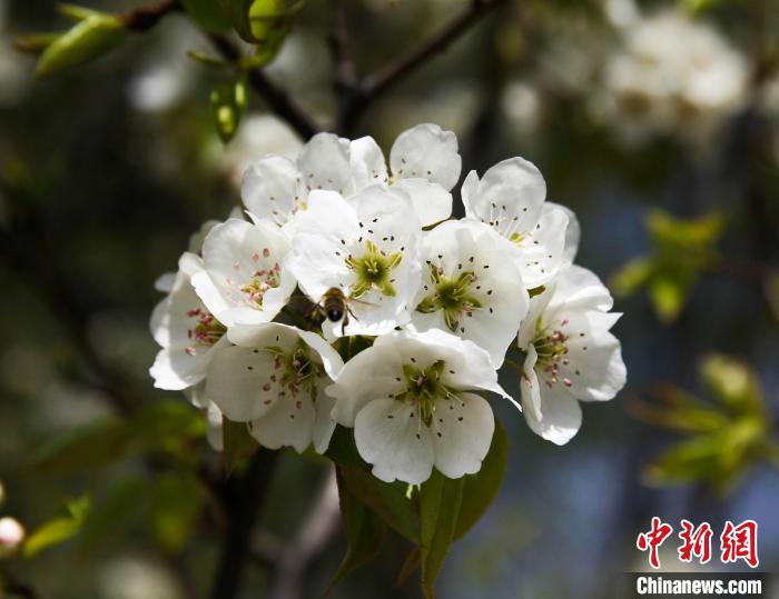 圖為盛開(kāi)的梨花?！∑钤鲚?攝