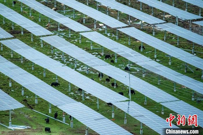柯拉光伏板距地面高度超過1.8米，可滿足植被生長需要，又能保障牛羊放牧空間，實現(xiàn)“牧光”互補。　劉忠俊 攝