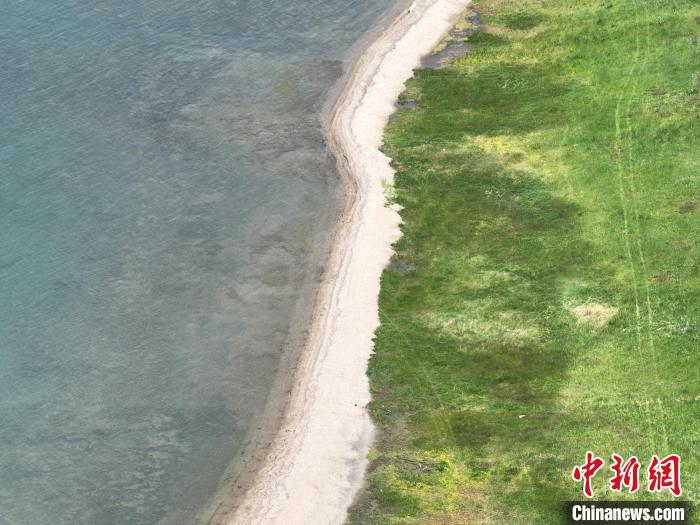 圖為航拍仲夏時(shí)節(jié)，青海湖畔綠茵如毯?！∑钤鲚?攝