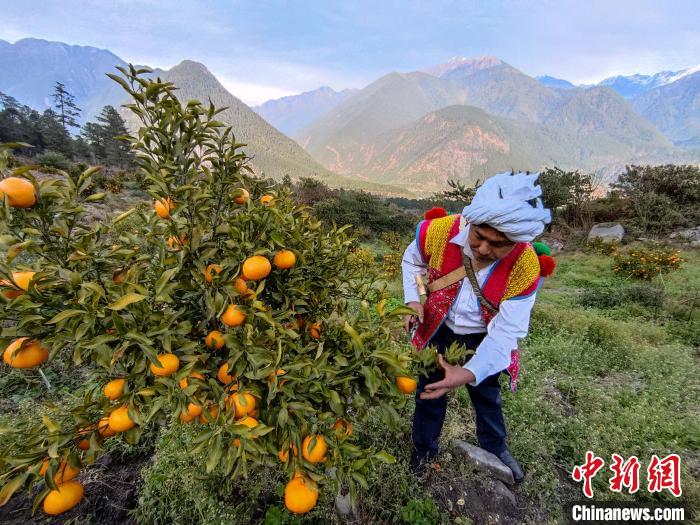 林芝下察隅鎮(zhèn)京都村101畝耙耙柑豐收?！〗w波 攝