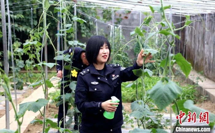 圖為李冬雪在溫室大棚里勞作?！∥鞑爻鋈刖尺叿罊z查總站供圖